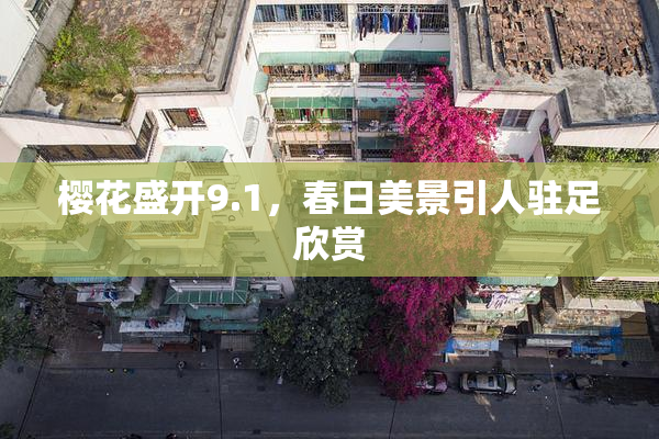樱花盛开9.1，春日美景引人驻足欣赏