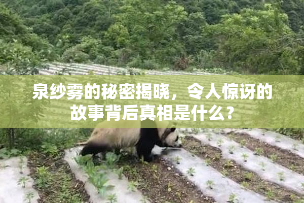 泉纱雾的秘密揭晓，令人惊讶的故事背后真相是什么？
