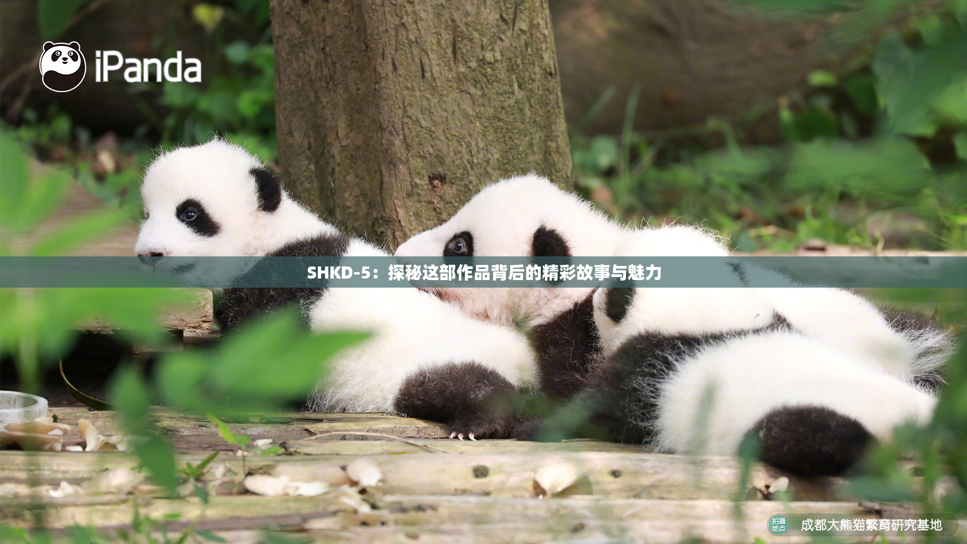 SHKD-5：探秘这部作品背后的精彩故事与魅力