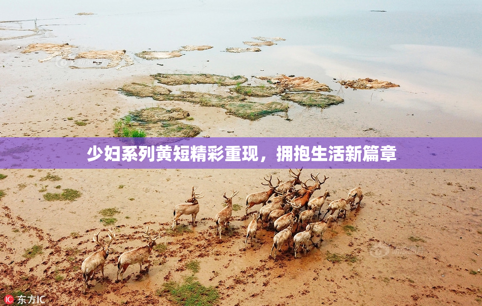 少妇系列黄短精彩重现，拥抱生活新篇章