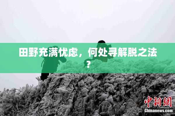 田野充满忧虑，何处寻解脱之法？