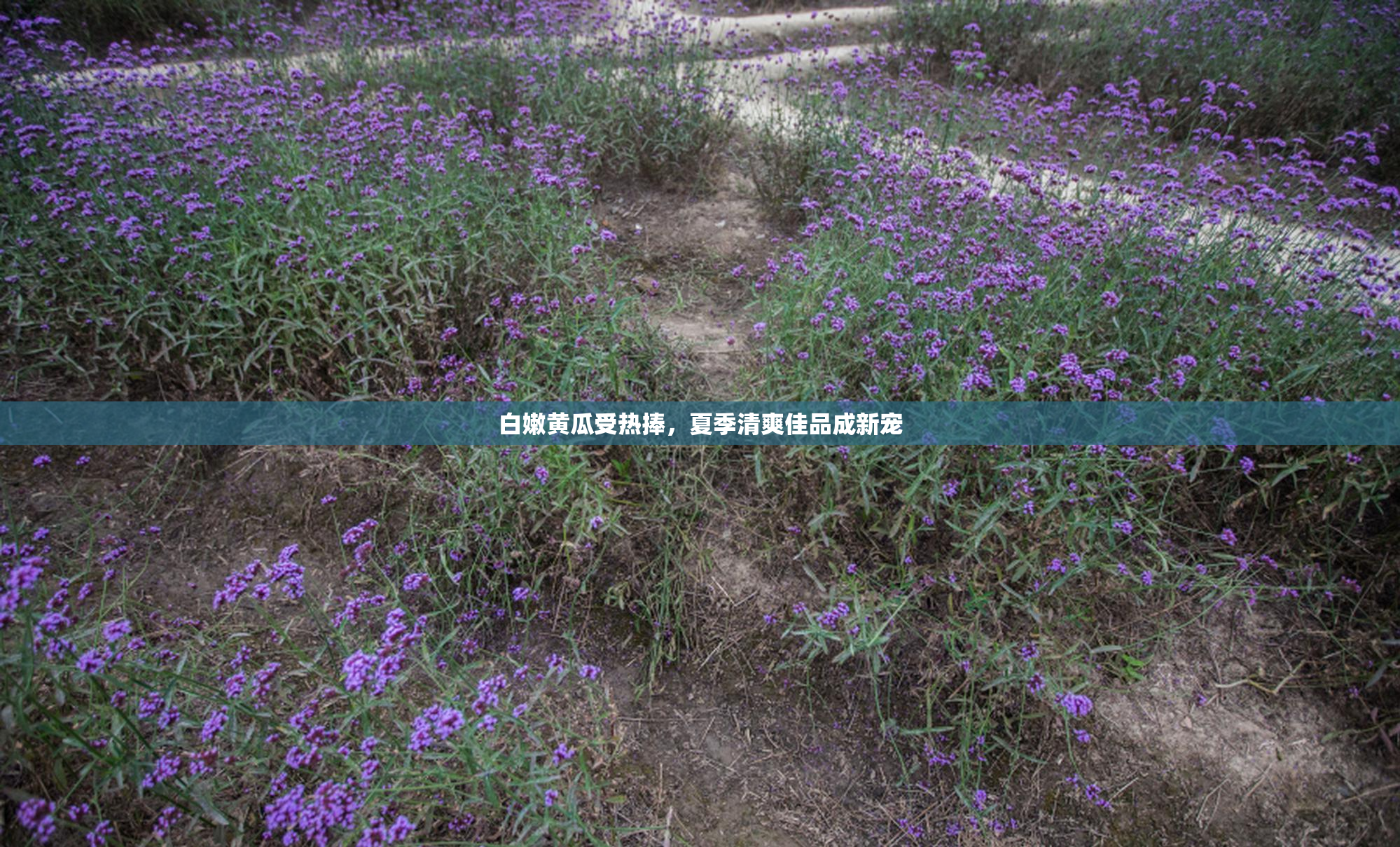 白嫩黄瓜受热捧，夏季清爽佳品成新宠