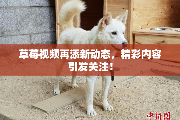 草莓视频再添新动态，精彩内容引发关注！