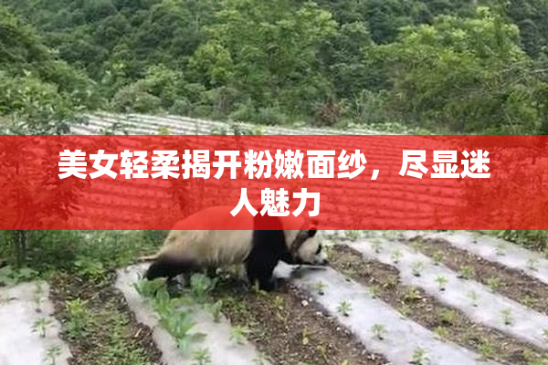美女轻柔揭开粉嫩面纱，尽显迷人魅力