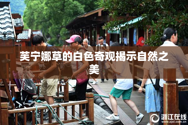 芙宁娜草的白色奇观揭示自然之美