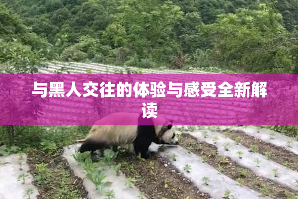 与黑人交往的体验与感受全新解读
