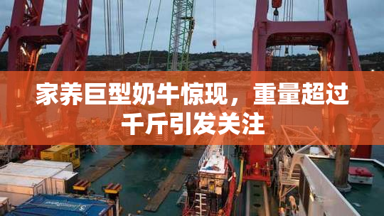 家养巨型奶牛惊现，重量超过千斤引发关注