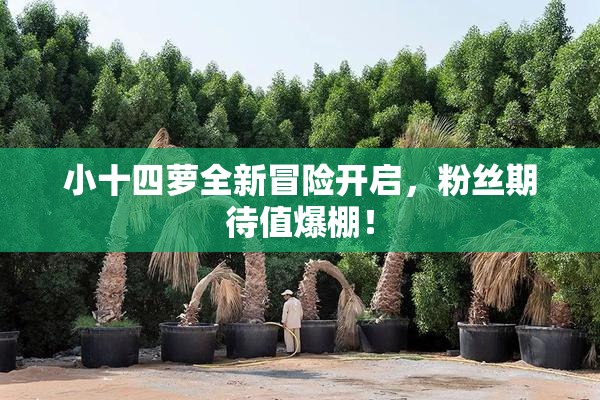 小十四萝全新冒险开启，粉丝期待值爆棚！