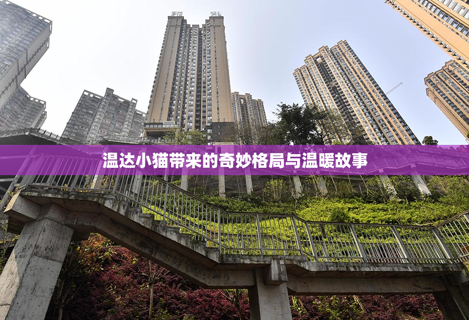 温达小猫带来的奇妙格局与温暖故事