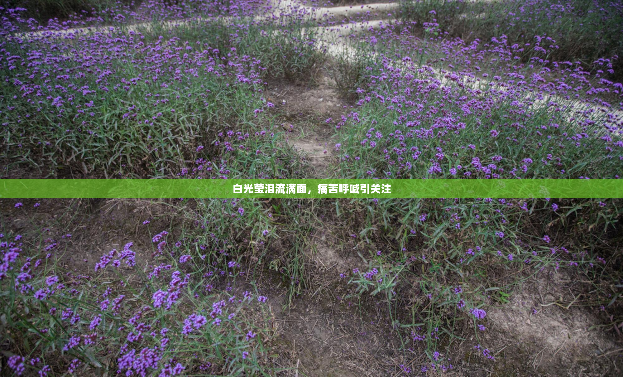 白光莹泪流满面，痛苦呼喊引关注