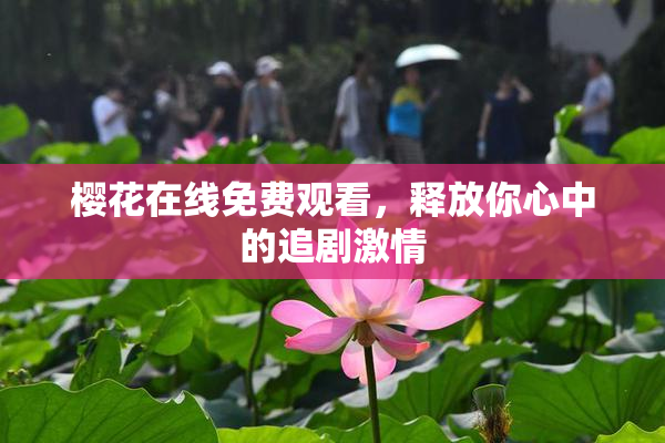 樱花在线免费观看，释放你心中的追剧激情