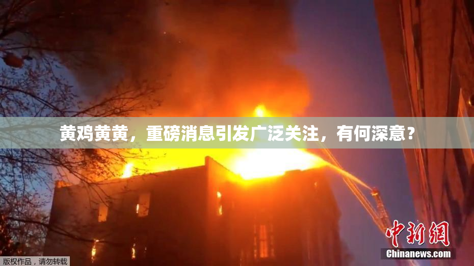 黄鸡黄黄，重磅消息引发广泛关注，有何深意？