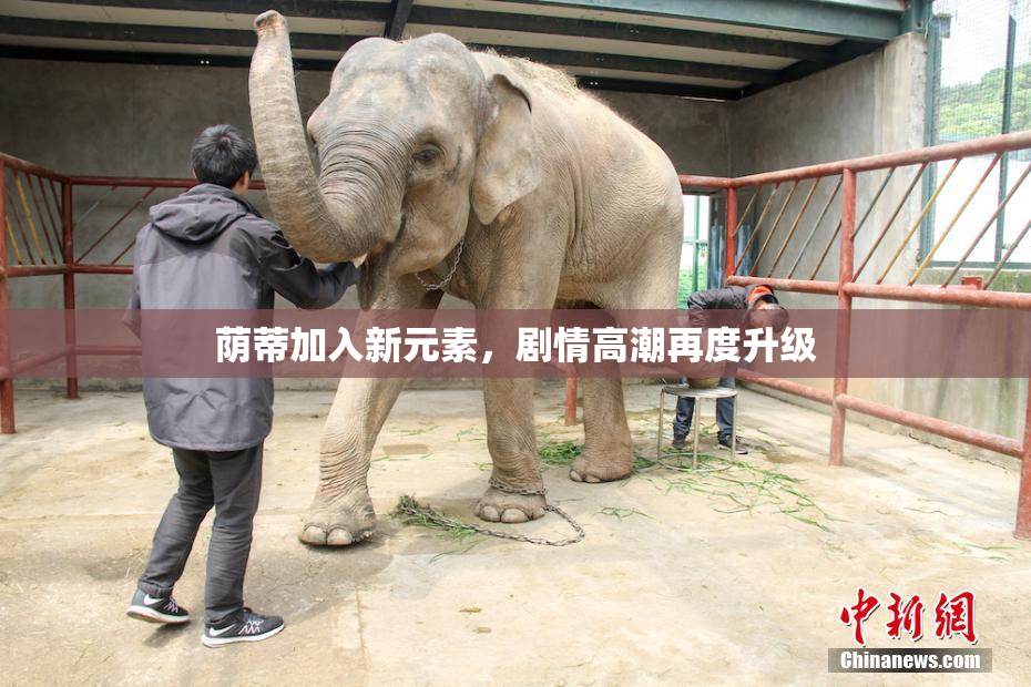 荫蒂加入新元素，剧情高潮再度升级