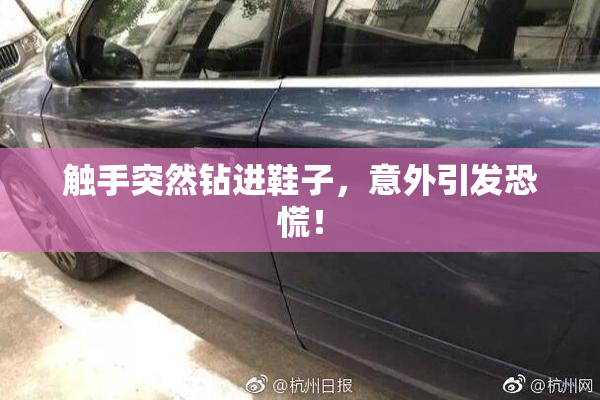 触手突然钻进鞋子，意外引发恐慌！