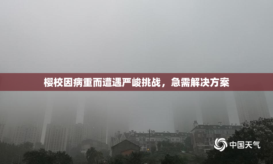 樱校因病重而遭遇严峻挑战，急需解决方案