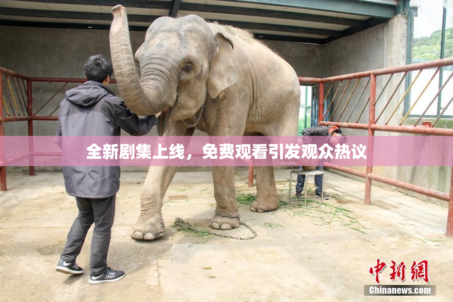 全新剧集上线，免费观看引发观众热议