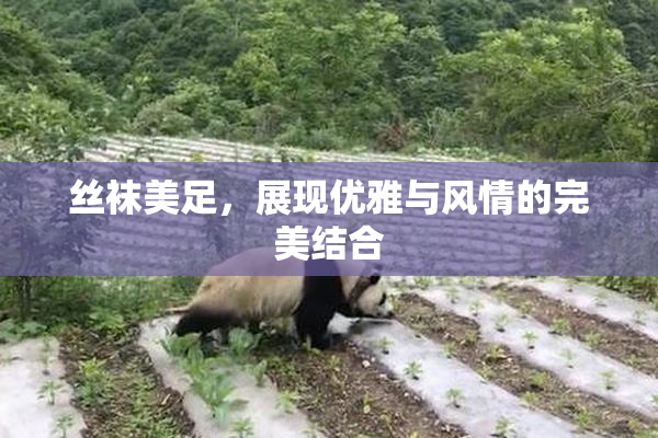 丝袜美足，展现优雅与风情的完美结合