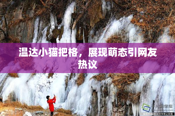 温达小猫把格，展现萌态引网友热议