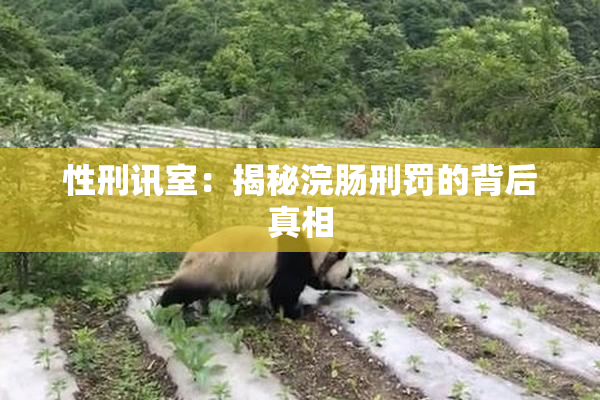 性刑讯室：揭秘浣肠刑罚的背后真相
