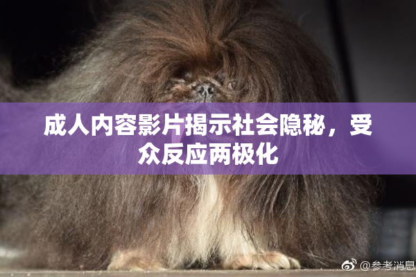 成人内容影片揭示社会隐秘，受众反应两极化