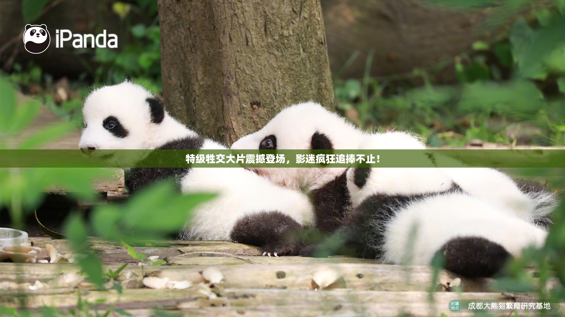 特级牲交大片震撼登场，影迷疯狂追捧不止！