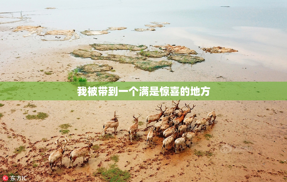 我被带到一个满是惊喜的地方