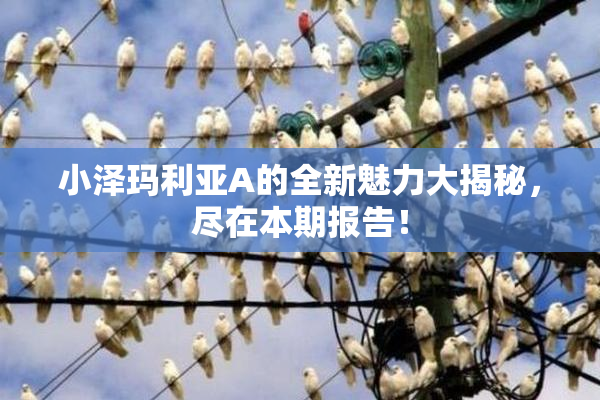 小泽玛利亚A的全新魅力大揭秘，尽在本期报告！