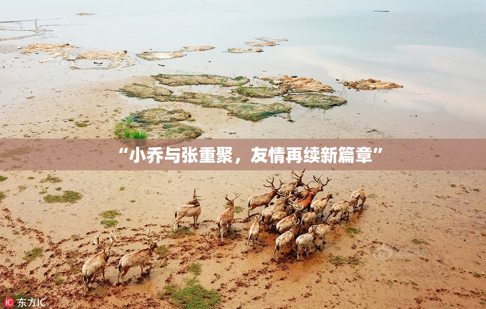 “小乔与张重聚，友情再续新篇章”