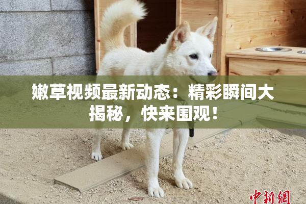 嫩草视频最新动态：精彩瞬间大揭秘，快来围观！