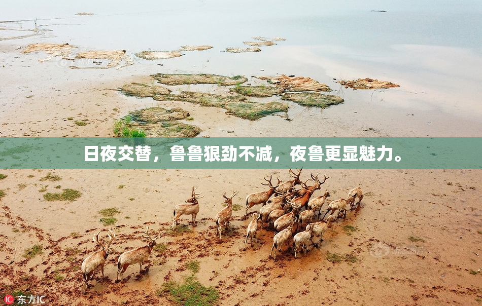 日夜交替，鲁鲁狠劲不减，夜鲁更显魅力。