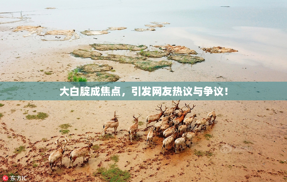大白腚成焦点，引发网友热议与争议！