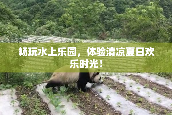 畅玩水上乐园，体验清凉夏日欢乐时光！