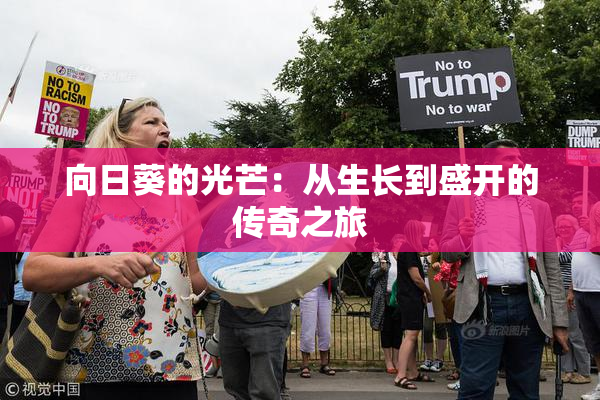 向日葵的光芒：从生长到盛开的传奇之旅
