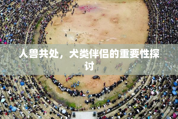 人兽共处，犬类伴侣的重要性探讨