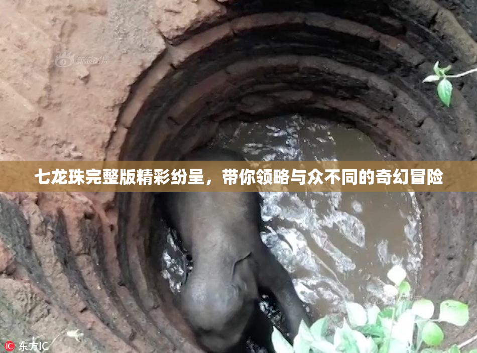 七龙珠完整版精彩纷呈，带你领略与众不同的奇幻冒险