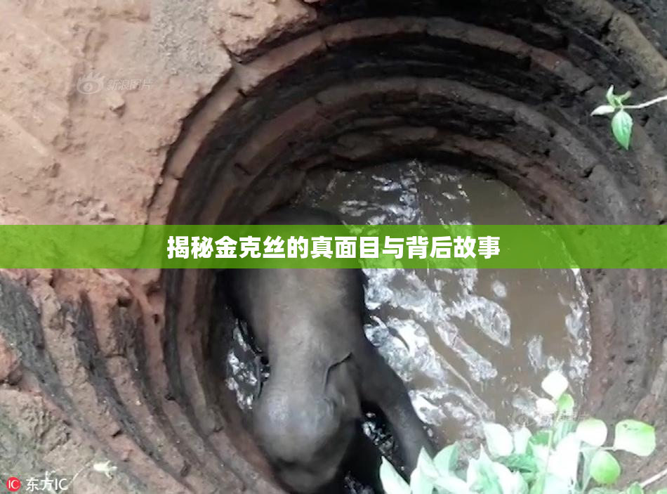 揭秘金克丝的真面目与背后故事
