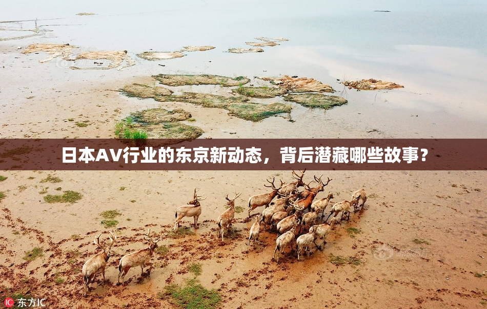 日本AV行业的东京新动态，背后潜藏哪些故事？