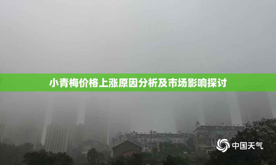 小青梅价格上涨原因分析及市场影响探讨