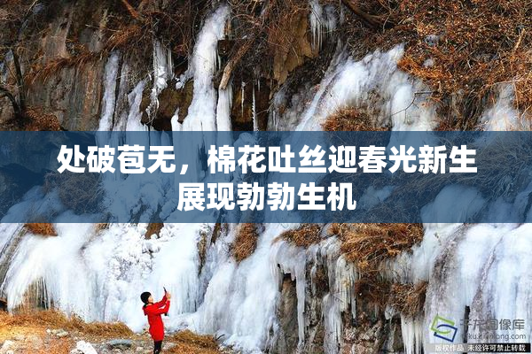处破苞无，棉花吐丝迎春光新生展现勃勃生机