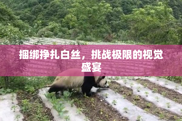 捆绑挣扎白丝，挑战极限的视觉盛宴