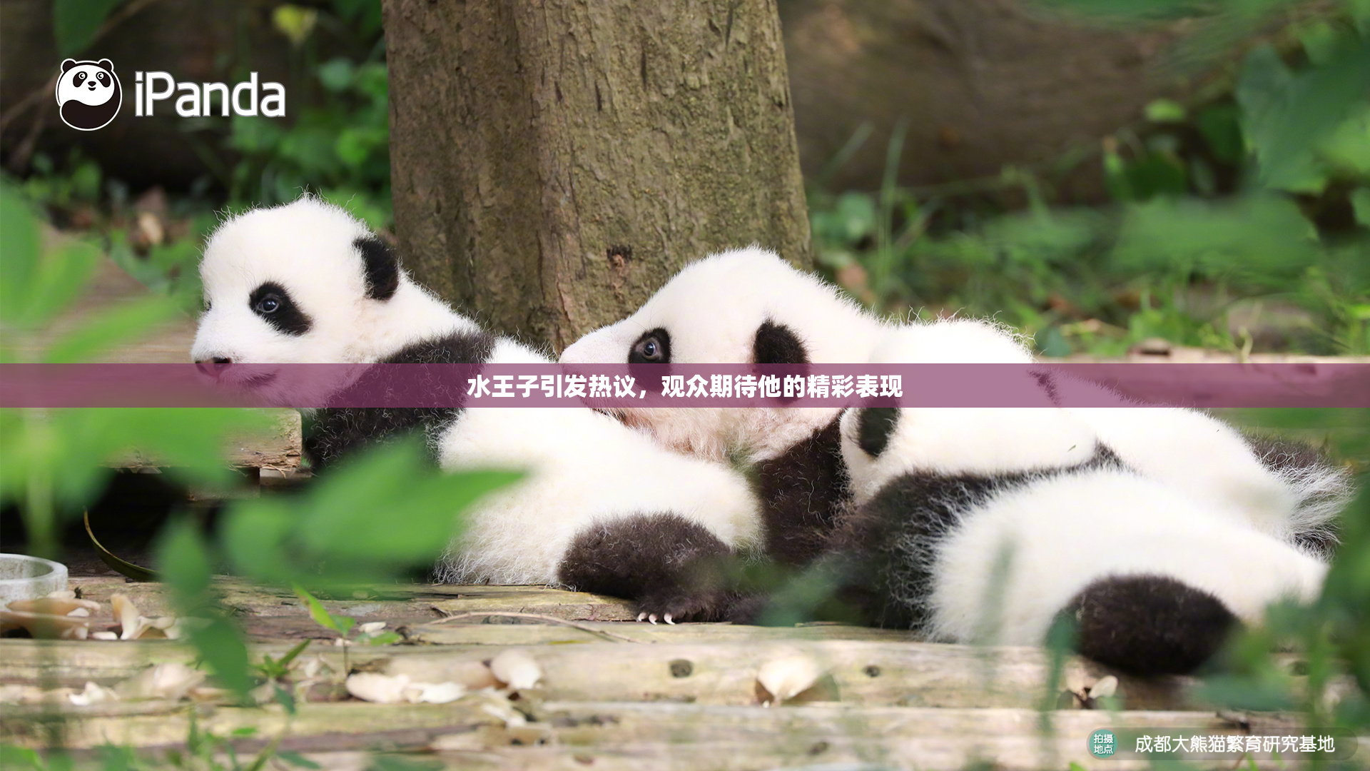 水王子引发热议，观众期待他的精彩表现