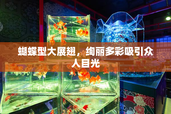 蝴蝶型大展翅，绚丽多彩吸引众人目光