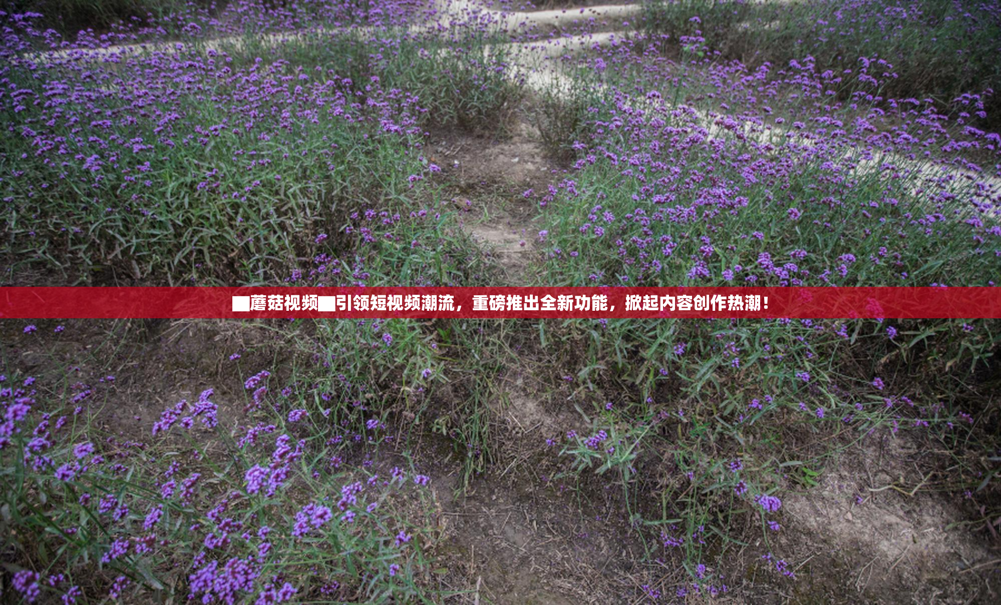 ▇蘑菇视频▇引领短视频潮流，重磅推出全新功能，掀起内容创作热潮！