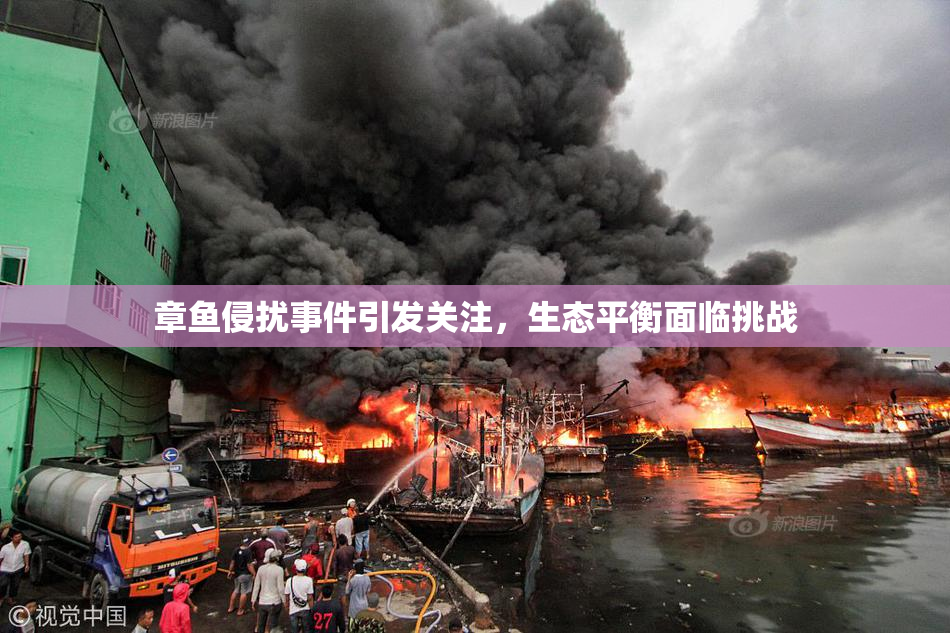 章鱼侵扰事件引发关注，生态平衡面临挑战