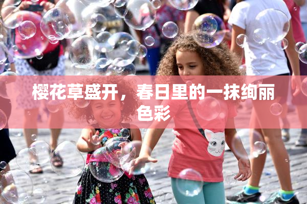 樱花草盛开，春日里的一抹绚丽色彩