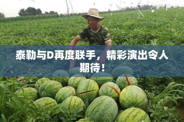 泰勒与D再度联手，精彩演出令人期待！