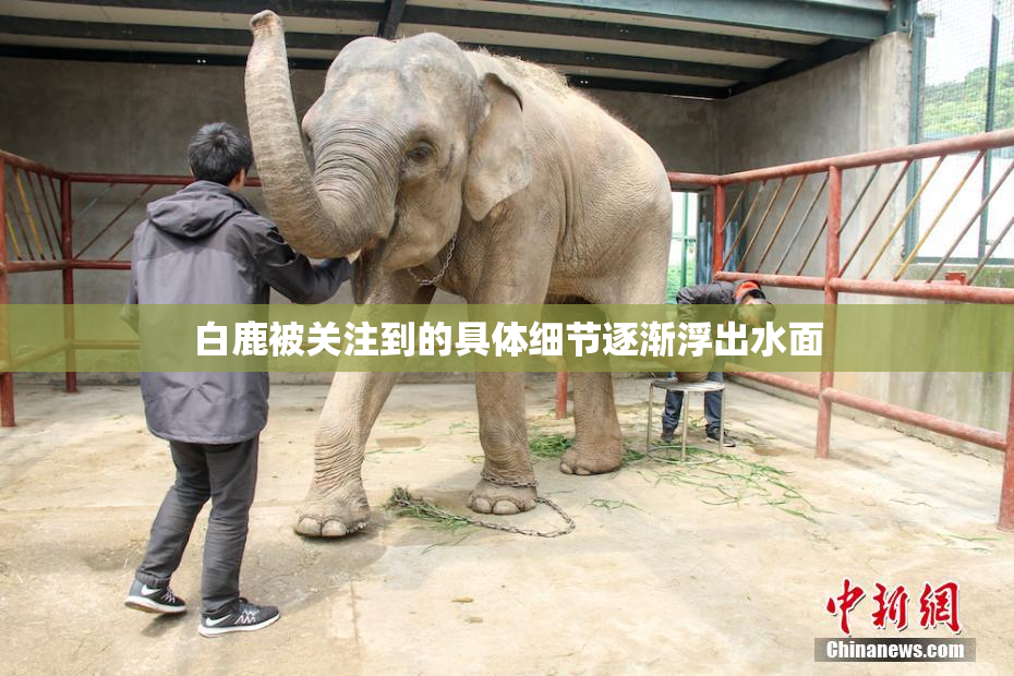 白鹿被关注到的具体细节逐渐浮出水面