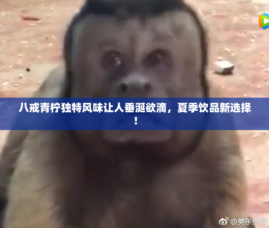八戒青柠独特风味让人垂涎欲滴，夏季饮品新选择！