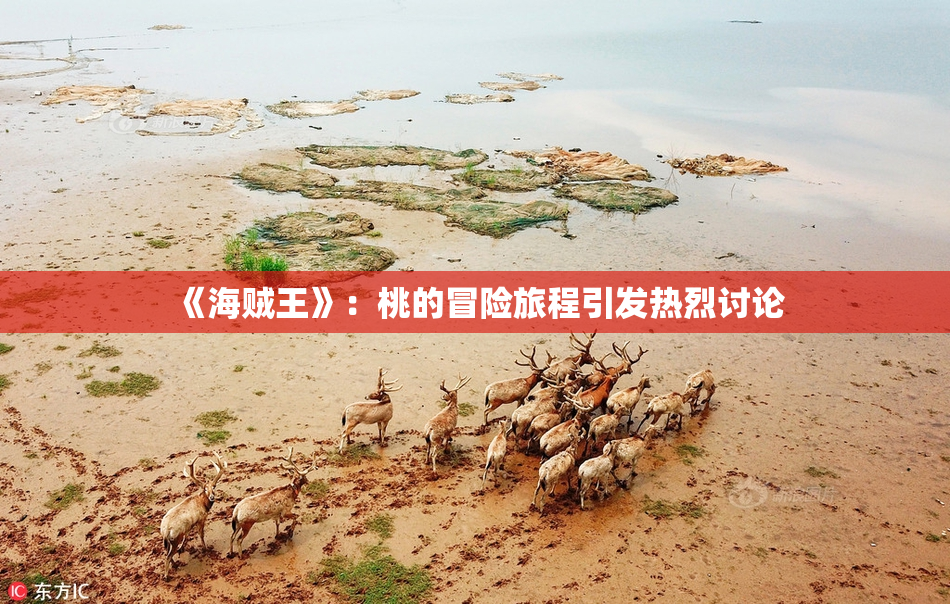 《海贼王》：桃的冒险旅程引发热烈讨论