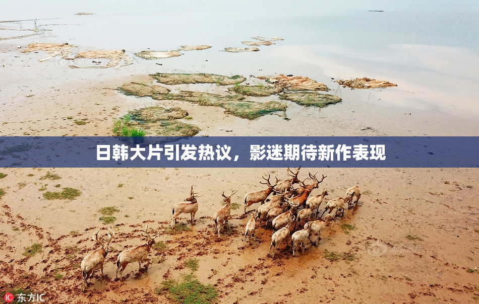 日韩大片引发热议，影迷期待新作表现